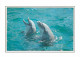 Animaux - Dauphin - Dolphin - CPM - Voir Scans Recto-Verso - Delfines