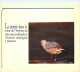 Animaux - Oiseaux - Oiseaux De Mer - CPM - Voir Scans Recto-Verso - Oiseaux