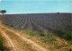 Fleurs - Champs De Lavande - Provence - CPM - Voir Scans Recto-Verso - Blumen