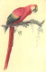 Animaux - Oiseaux - Perroquet - Ara Aracanga - Illustration - Dessin - CPSM Format CPA - Carte Neuve - Voir Scans Recto- - Oiseaux