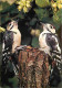 Animaux - Oiseaux - Pic épeiche - Carte Neuve - CPM - Voir Scans Recto-Verso - Birds