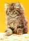 Animaux - Chats - Chatons - Portrait - CPM - Voir Scans Recto-Verso - Chats