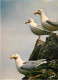 Animaux - Oiseaux - Oiseaux De Mer - Goélands Argentés - Bretagne - CPM - Voir Scans Recto-Verso - Birds