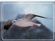 Animaux - Oiseaux - Oiseaux De Mer - CPM - Voir Scans Recto-Verso - Oiseaux