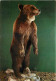 Animaux - Ours - Museo Civico Di Storia Naturale Milano - Orso Bruno - Bear - CPM - Voir Scans Recto-Verso - Bären