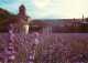 Fleurs - Champs De Lavande - Provence - CPM - Voir Scans Recto-Verso - Bloemen