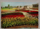 Delcampe - 015# BRD - 10  Color Ungelaufen - AK:  Erfurt - Intern. Gartenbauausstellung IGA (alle Im Bild) - Erfurt