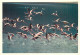 Kenya - East African Wild Life Society - Envol De Flamants Roses - CPM - Carte Neuve - Voir Scans Recto-Verso - Kenia