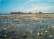 36 - Indre - La Brenne - Pays Des Mille Etangs - Etang En Floraison - Nénuphars - CPM - Voir Scans Recto-Verso - Autres & Non Classés