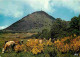 Animaux - Vaches - Auvergne - Le Puy De Dome - Carte Neuve - CPM - Voir Scans Recto-Verso - Cows