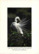 Animaux - Oiseaux - Grande Aigrette - Carte Neuve - CPM - Voir Scans Recto-Verso - Birds