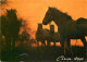 Animaux - Chevaux - Camargue - Coucher De Soleil - Horses - Pferde - CPM - Etat Froissures Visibles - Voir Scans Recto-V - Horses