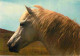 Animaux - Chevaux - Camargue - Cheval Sauvage - Camarguais - Horses - Pferde - CPM - Voir Scans Recto-Verso - Horses