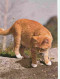 Animaux - Chats - Chatons - Chat Roux Aux Aguets - CPM - Voir Scans Recto-Verso - Chats