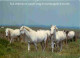 Animaux - Chevaux - CPM - Voir Scans Recto-Verso - Horses