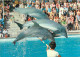 Animaux - Dauphin - Dolphin - Mallorca - Costa Blanca - Marineland - CPM - Voir Scans Recto-Verso - Dolfijnen