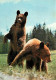 Animaux - Ours - CPM - Voir Scans Recto-Verso - Bears
