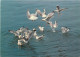 Animaux - Oiseaux - Oiseaux De Mer - Mouettes - CPM - Voir Scans Recto-Verso - Birds