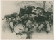 Photo Lions En 1934 Qui Dévorent Des Mannequins Déguisés En Chasseur Dans Une Voiture - Andere & Zonder Classificatie