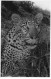 ANIMAUX FELINS AG#MK854 UN LEOPARD CARTE PHOTO - Tigres