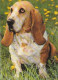 AK 210657 DOG / HUND - Basset - Chiens