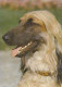 AK 210662 DOG / HUND - Chiens