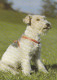 AK 210676 DOG / HUND - Foxterrier - Perros