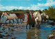 Animaux - Chevaux - Camargue - Manade De Chevaux Dans Le Marais - CPM - Voir Scans Recto-Verso - Cavalli