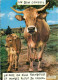 Animaux - Vaches - Carte à Message Humoristique - Veau - CPM - Voir Scans Recto-Verso - Kühe