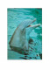 Animaux - Dauphin - Dolphin - CPM - Voir Scans Recto-Verso - Delphine