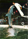 Animaux - Dauphin - Dolphin - Europa-Park - Delphin- Show Mit Trainer - CPM - Voir Scans Recto-Verso - Dolfijnen