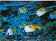 Animaux - Poissons - Papillon à Antenne - Chaetodon Auriga - Antennen Schmetterlingsfisch - CPM - Voir Scans Recto-Verso - Fish & Shellfish