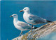 Animaux - Oiseaux - Oiseaux De Mer - Goélands Argentés - CPM - Voir Scans Recto-Verso - Birds