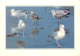 Animaux - Oiseaux - Oiseaux De Mer - CPM - Voir Scans Recto-Verso - Birds