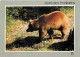 Animaux - Ours - Ours Des Pyrénées - CPM - Voir Scans Recto-Verso - Beren