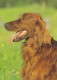 AK 210699 DOG / HUND - Dogs