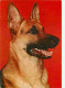 Animaux - Chiens - Berger Allemand - CPM - Voir Scans Recto-Verso - Chiens