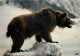 Animaux - Ours - Ours Des Pyrénées - CPM - Voir Scans Recto-Verso - Beren