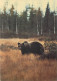 Animaux - Ours - CPM - Voir Scans Recto-Verso - Bears