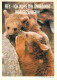 Animaux - Ours - Carte à Message Et Ou Humoristique - CPM - Voir Scans Recto-Verso - Bears