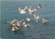 Animaux - Oiseaux - Oiseaux De Mer - CPM - Voir Scans Recto-Verso - Birds