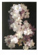 Fleurs - Carte Studio Marcel - CPM - Voir Scans Recto-Verso - Fleurs