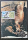 TAAF, T Numéro 264 Oblitéré De Kerguelen Le 1/1/2000 Sur Carte. - Covers & Documents
