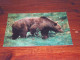 73389-            BEREN / BEARS / BÄREN / OURS / ORSI - Ours