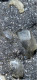 Ematite Minerale@ Ematite Calcite Cristalli Stahlberg Mt-Rimbach Pres Masevaux Francia - Mineralien
