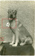 RAR ! Allemande Carte Photo / Portrait  Sanitätshund /Ambulance Chien / Red Cross Dog WWI 14-18 - Weltkrieg 1914-18