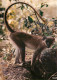 Animaux - Singes - Faune Africaine - 8587 - CPM - Carte Neuve - Voir Scans Recto-Verso - Scimmie