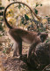 Animaux - Singes - Faune Africaine - 8587 - CPM - Carte Neuve - Voir Scans Recto-Verso - Affen