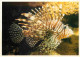 Animaux - Poissons - Aquarium De La Rochelle - 21 - Rascasse Volante - Lion Fish - CPM - Voir Scans Recto-Verso - Fische Und Schaltiere