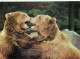 Animaux - Ours - CPM - Voir Scans Recto-Verso - Beren